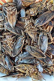 'Bugs and Cockroaches on Chiang Khong's Fresh Market' by Asienreisender
